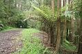 The track, Olinda Arboretum